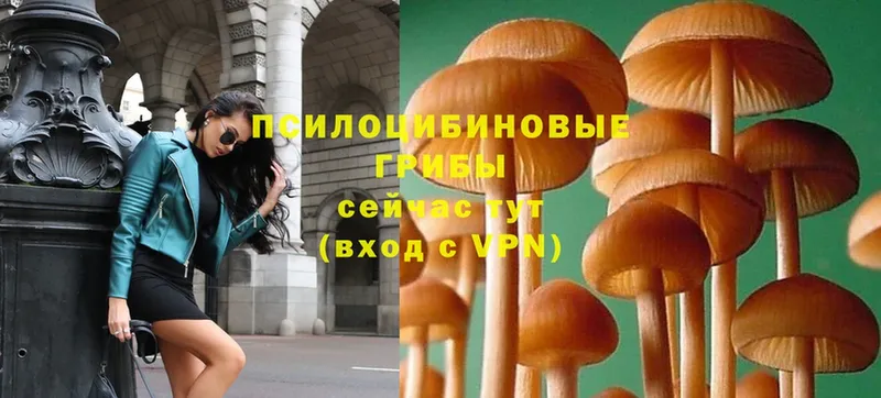 Псилоцибиновые грибы Psilocybine cubensis Ленинск